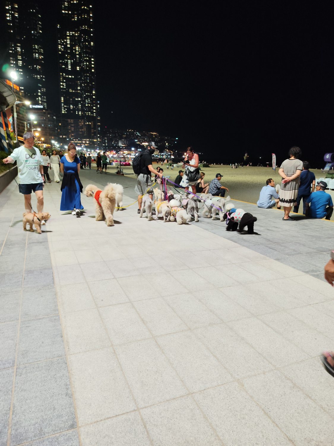 Busan bei Nacht – ein Hunde-Korso und zappelnde Aale