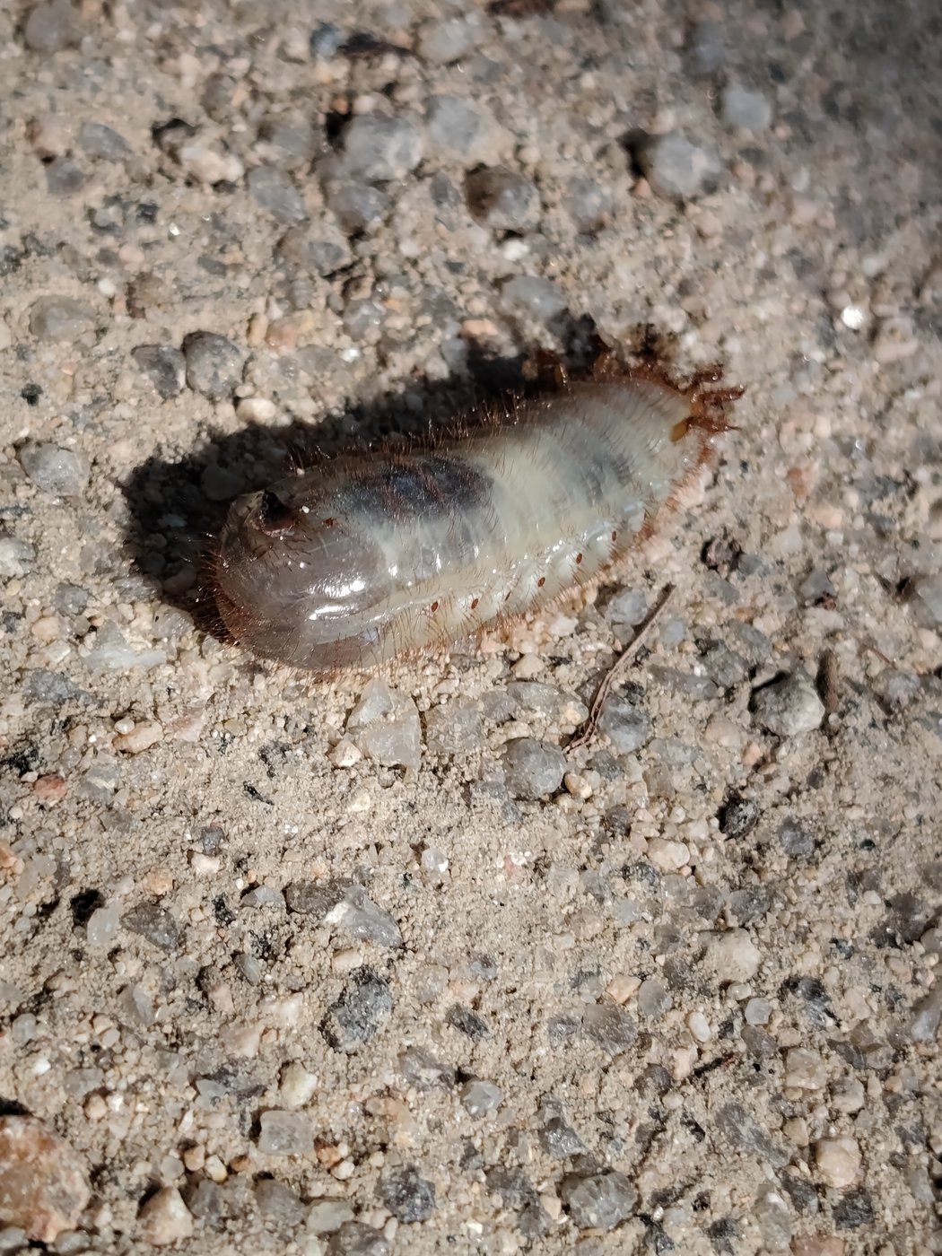 Dicker heller Käfer-Engerling mit rötlichen Borsten auf einem Kiesweg in Korea