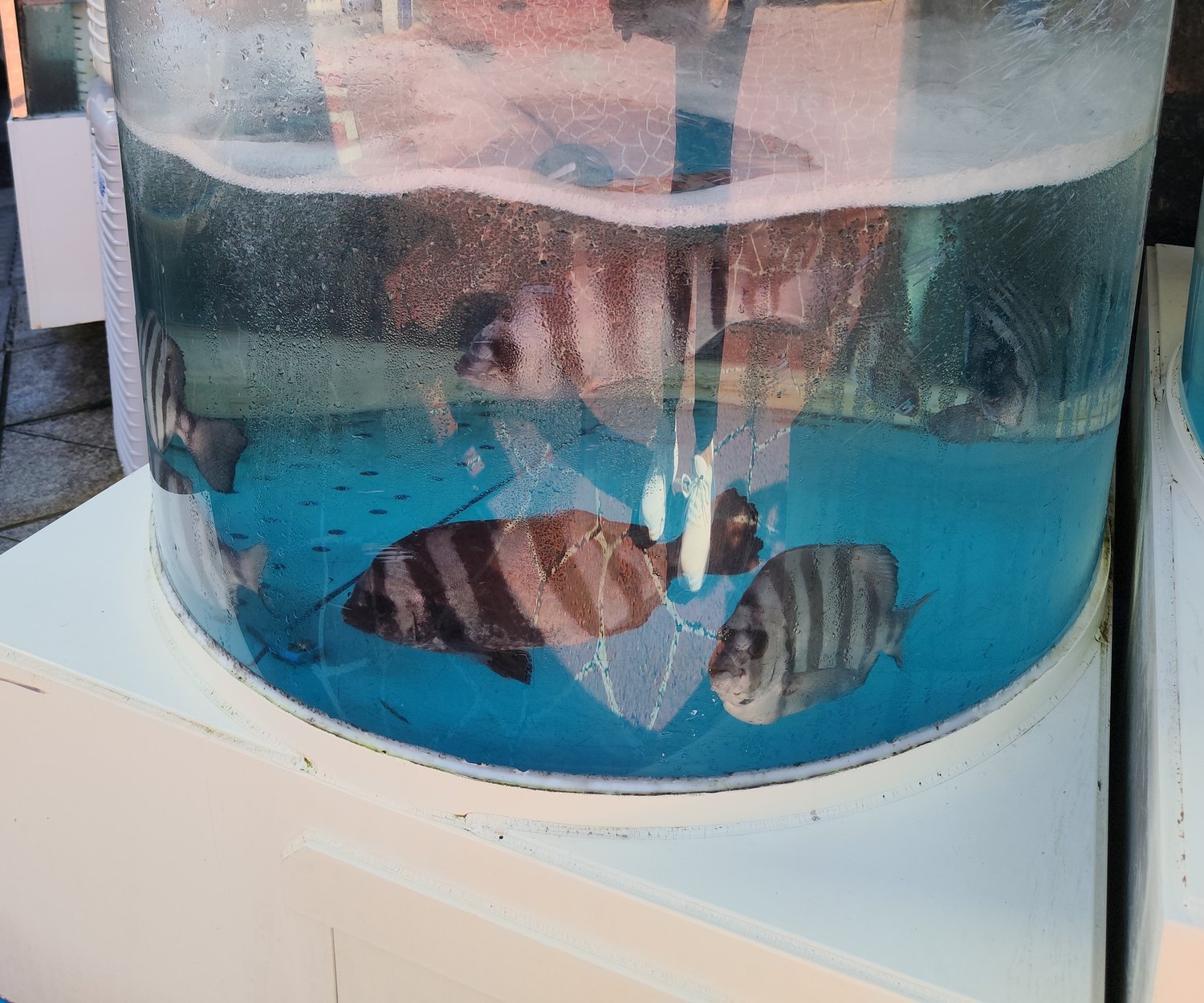 Gestreifte Steinpicker-Fische (돌돔) schwimmen in einem durchsichtigen zylindrischen Plastikfass mit blauem Wasser vor einem Seouler Restaurant