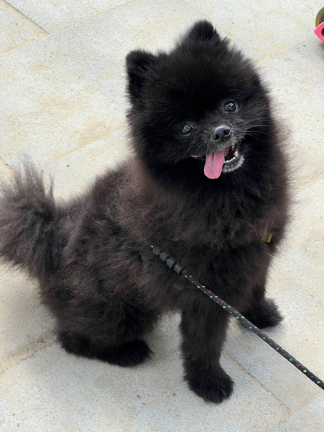 Kleiner schwarzer Zwergspitz (Pomeranian) an der Leine schaut fröhlich in die Kamera