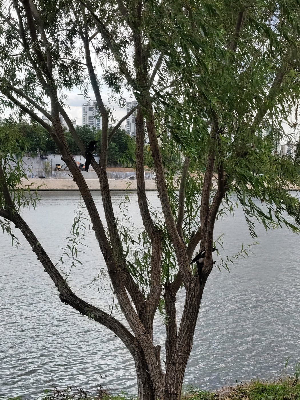 Bridge over Troubled Water – und zwei Elstern