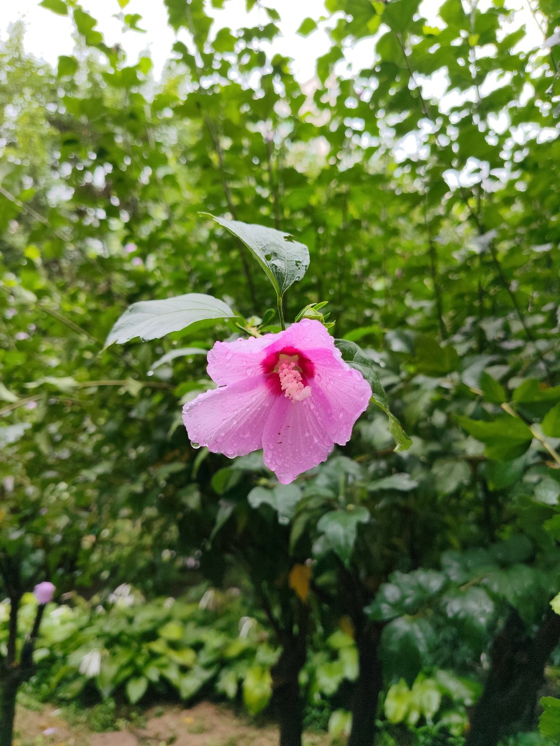 Regen auf dem Seoul Trail – eine Gottesanbeterin und Koreas Blume