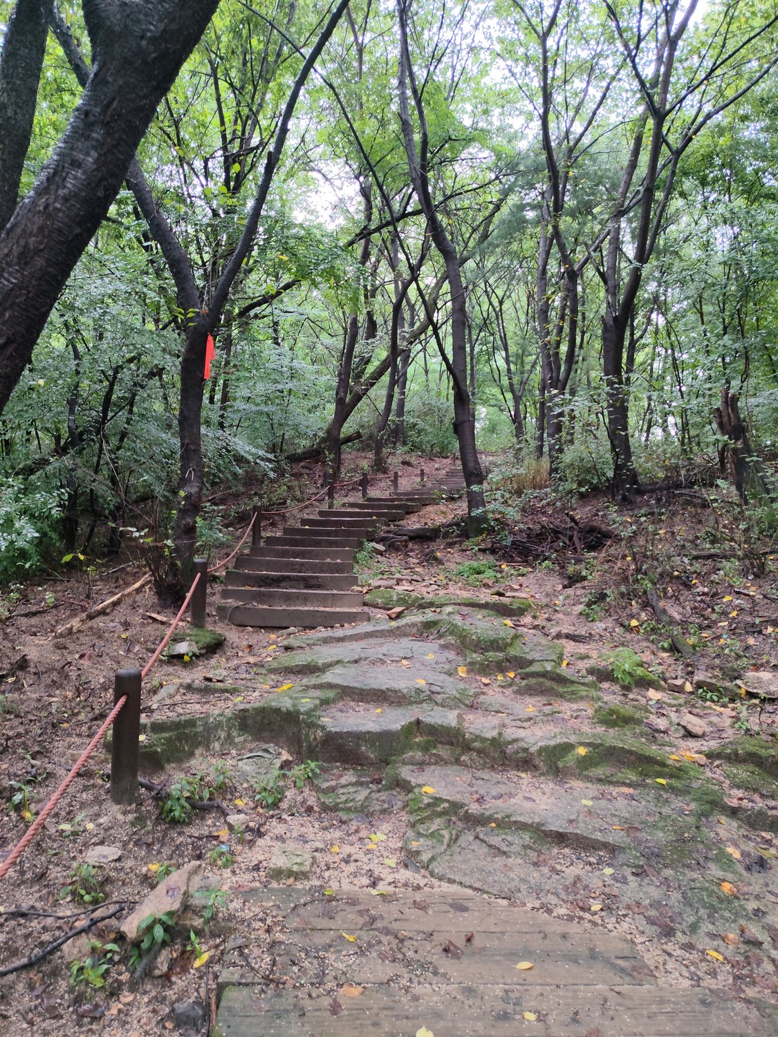 Regen auf dem Seoul Trail – eine Gottesanbeterin und Koreas Blume