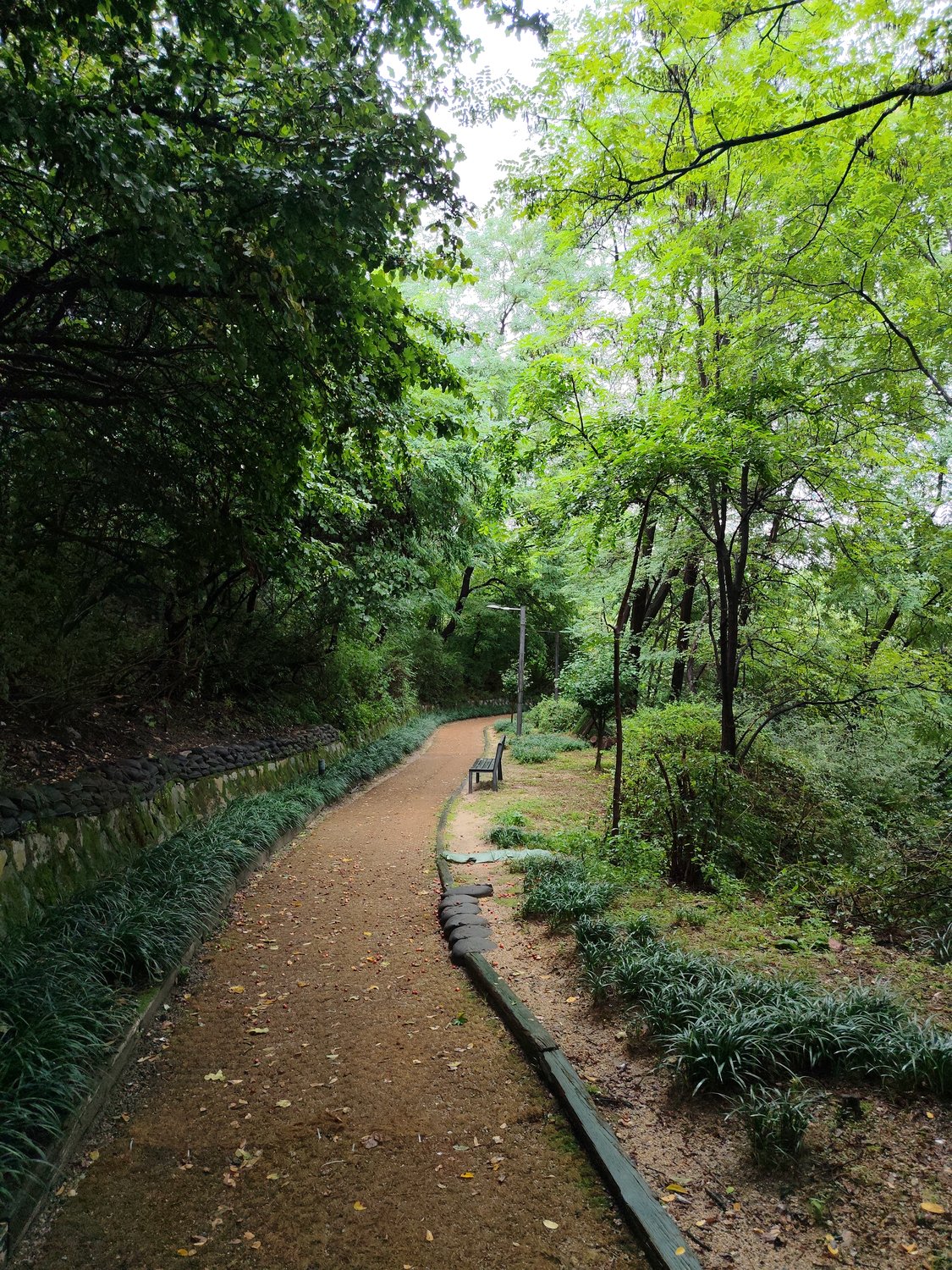Regen auf dem Seoul Trail – eine Gottesanbeterin und Koreas Blume