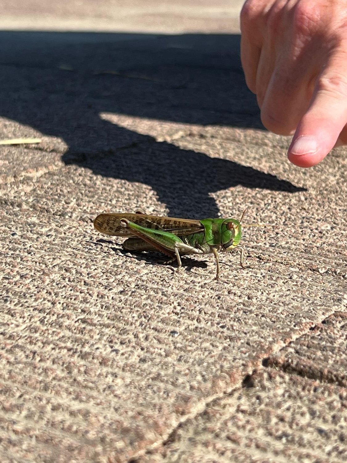 Der koreanische Kleintier-Zoo 🐛