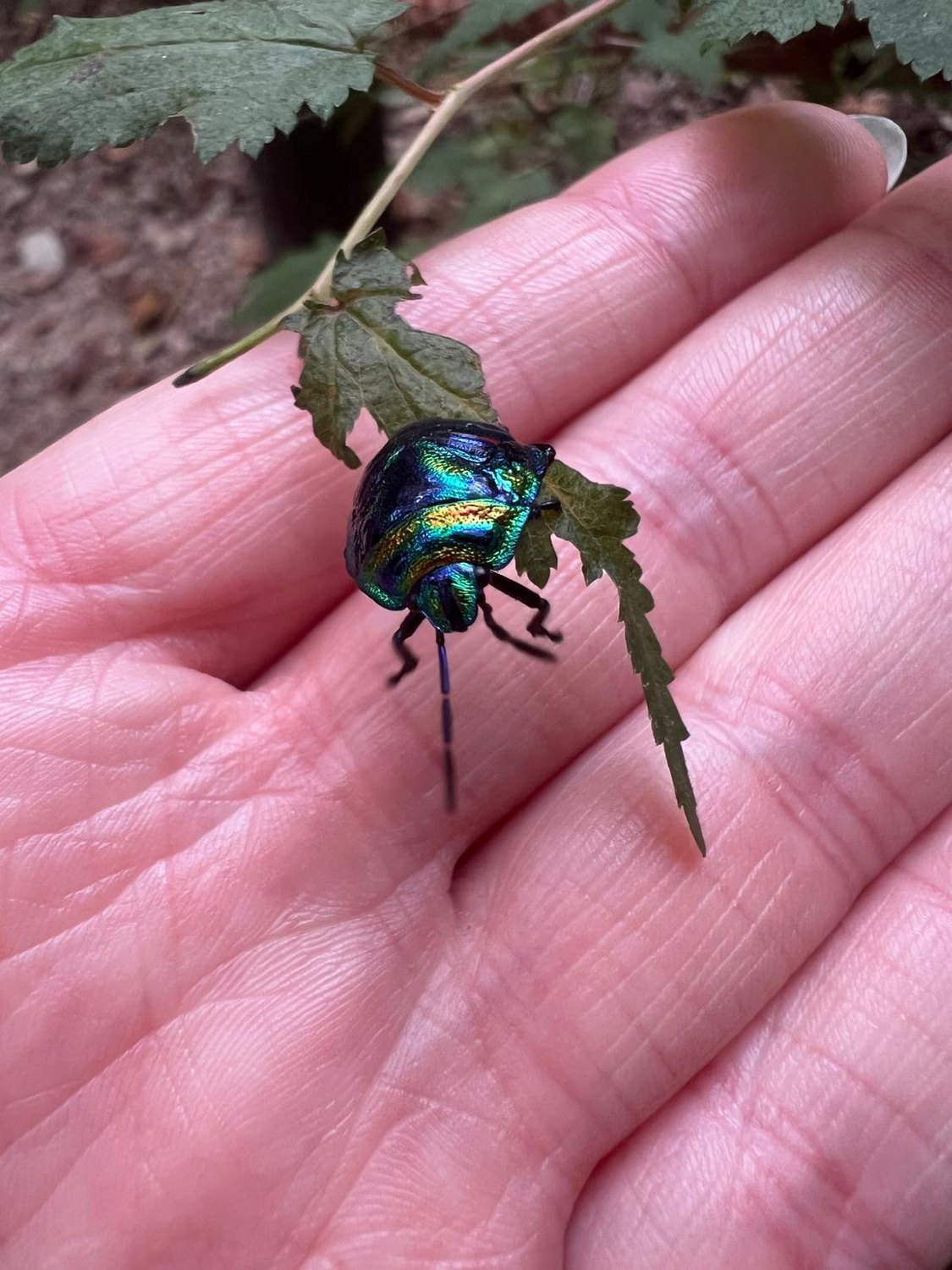 Der koreanische Kleintier-Zoo 🐛