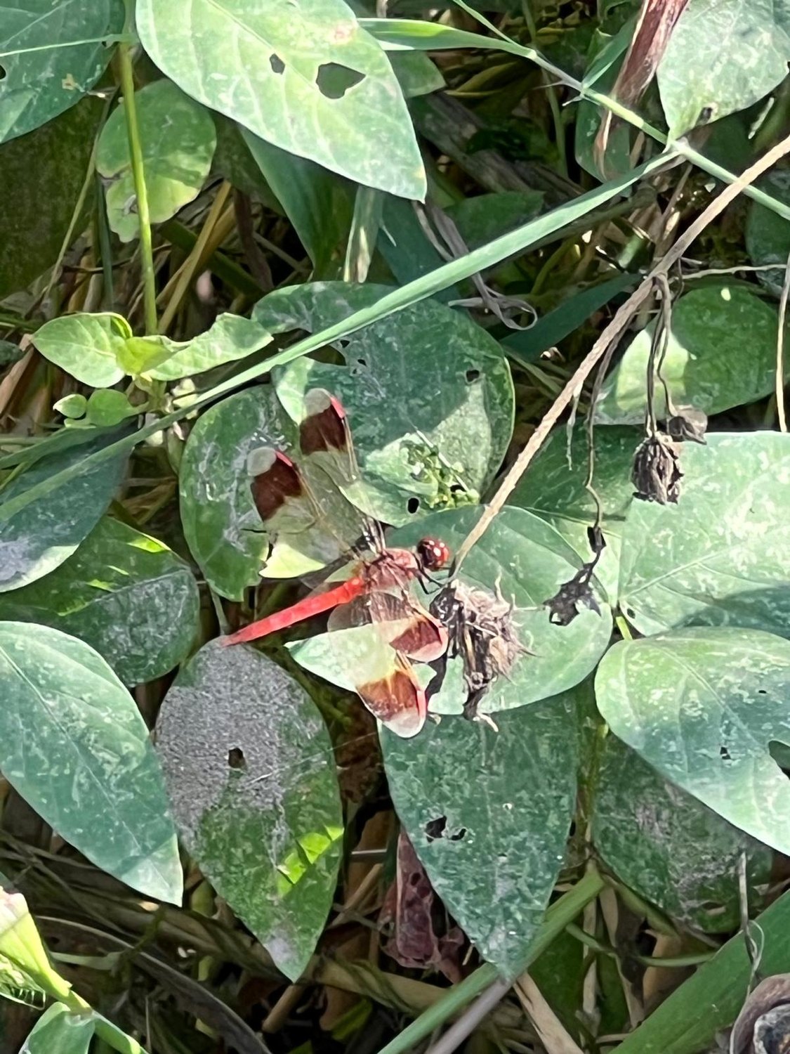 Der koreanische Kleintier-Zoo 🐛