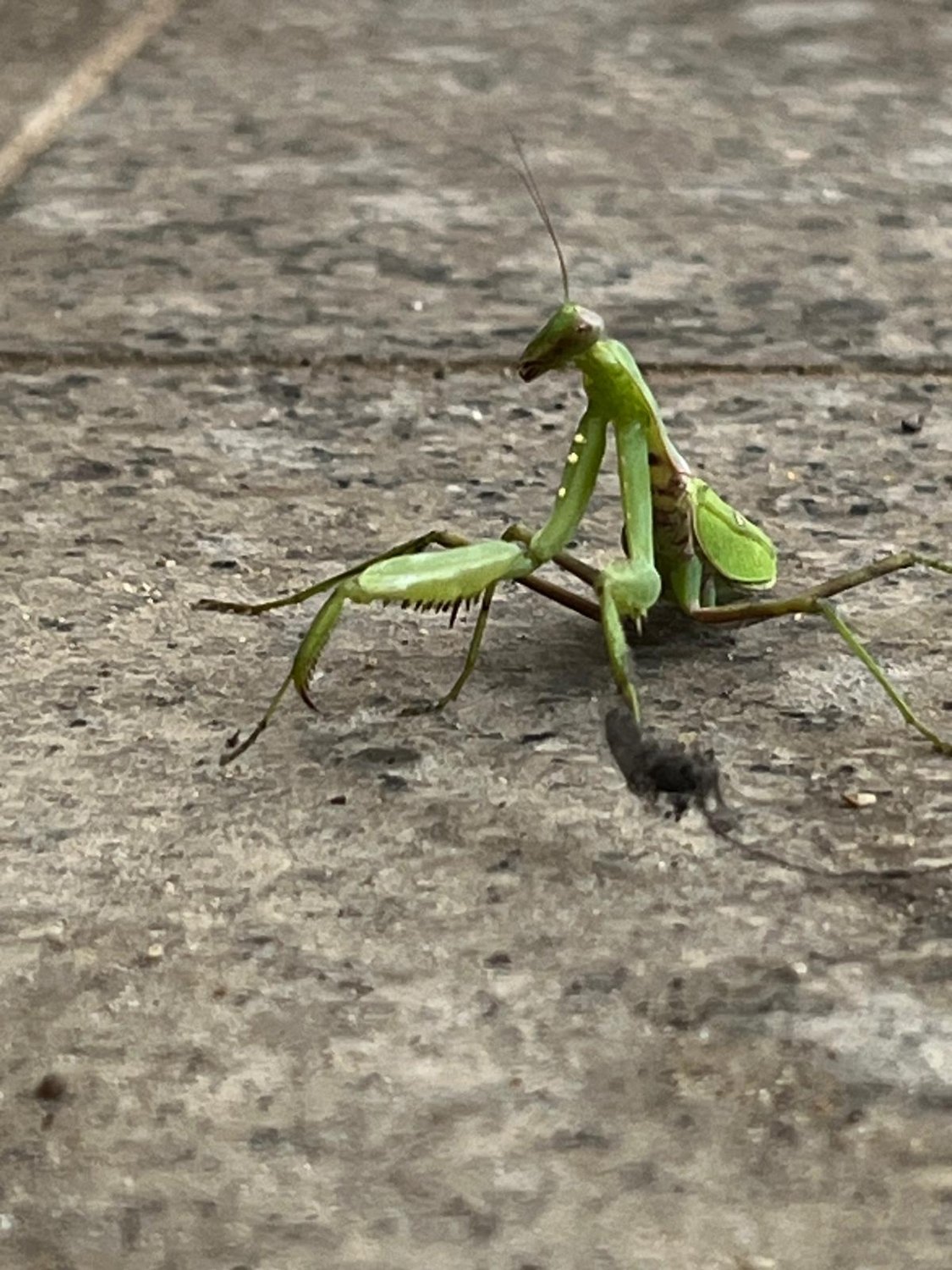 Der koreanische Kleintier-Zoo 🐛