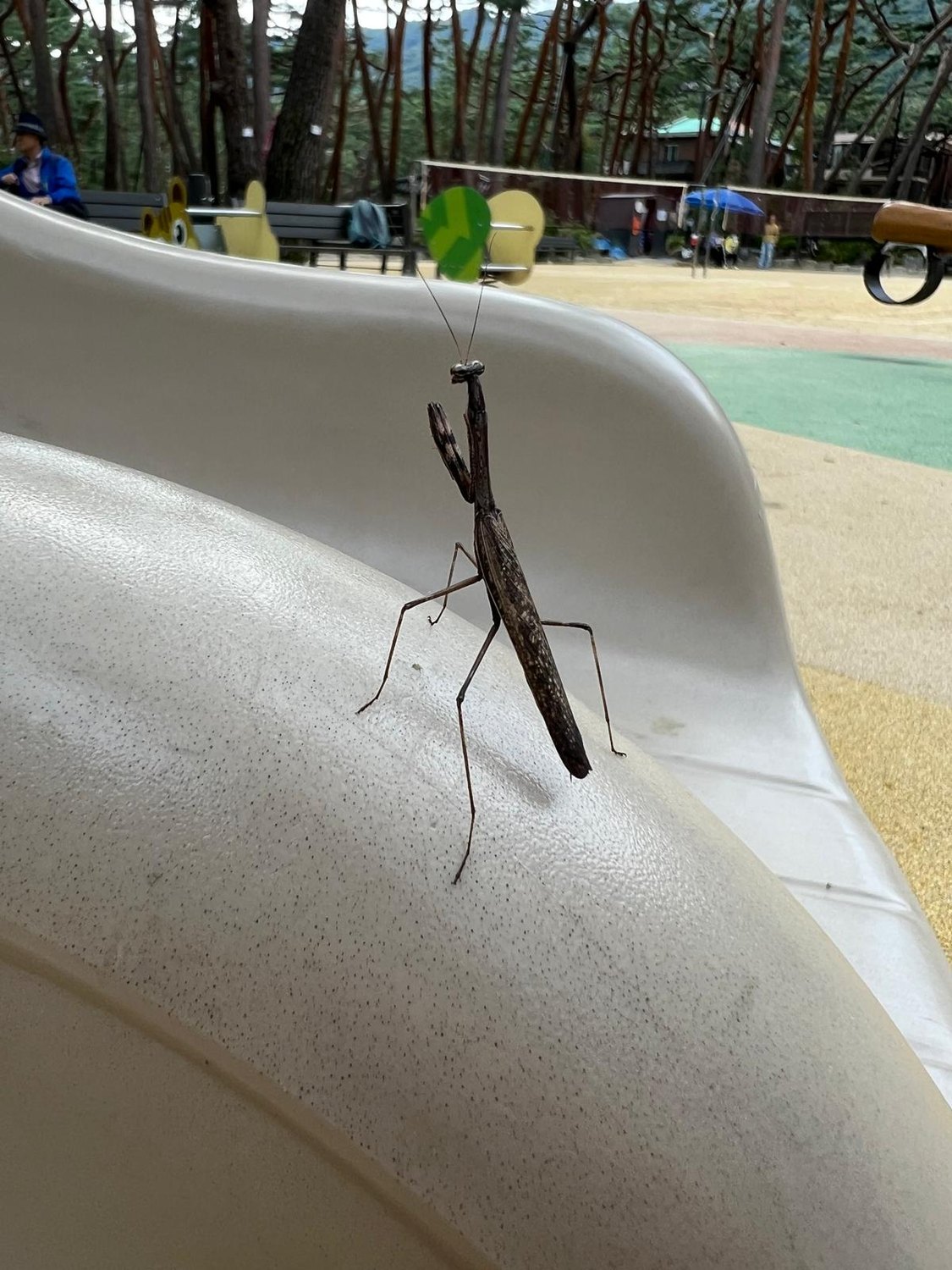 Der koreanische Kleintier-Zoo 🐛
