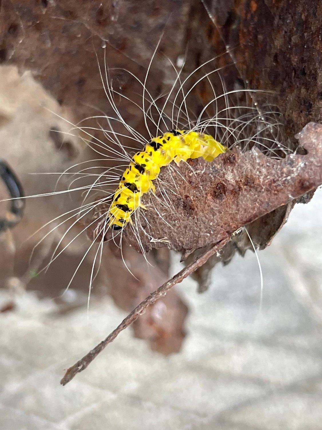 Der koreanische Kleintier-Zoo 🐛