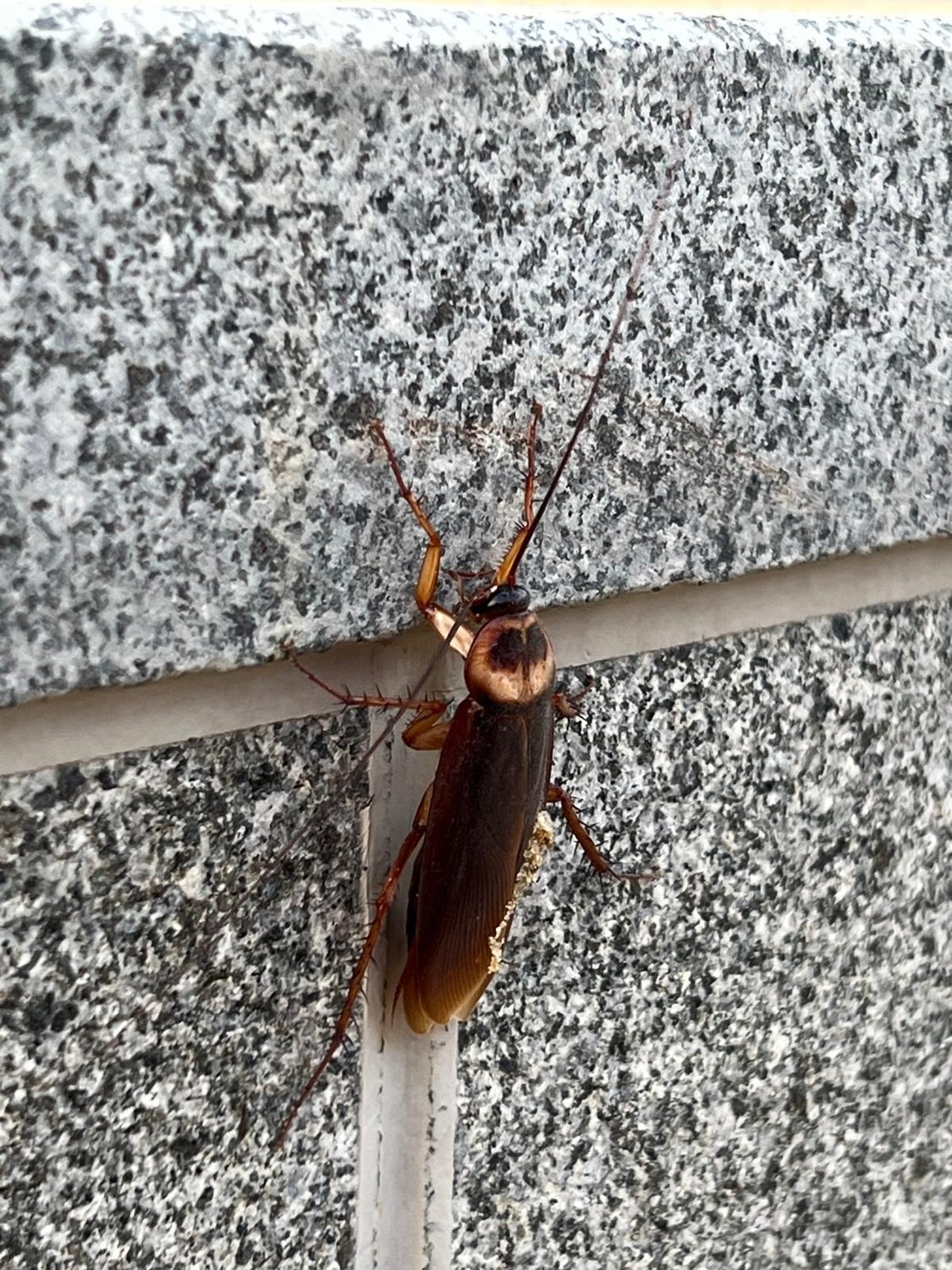 Der koreanische Kleintier-Zoo 🐛