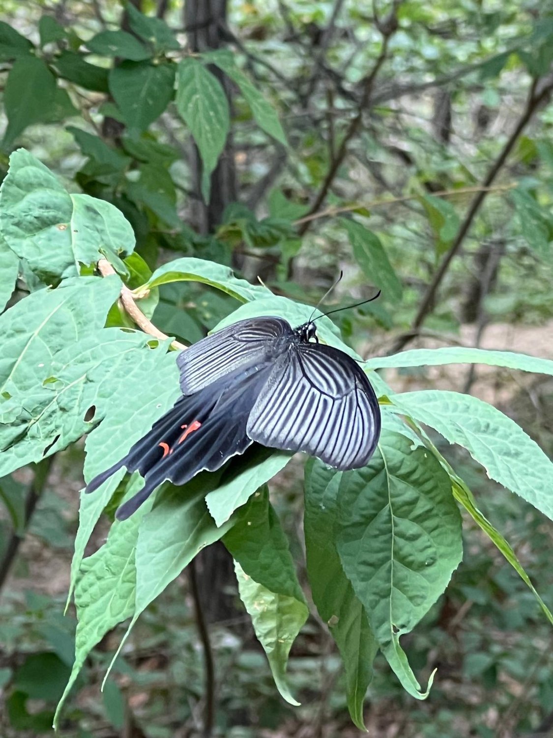 Der koreanische Kleintier-Zoo 🐛