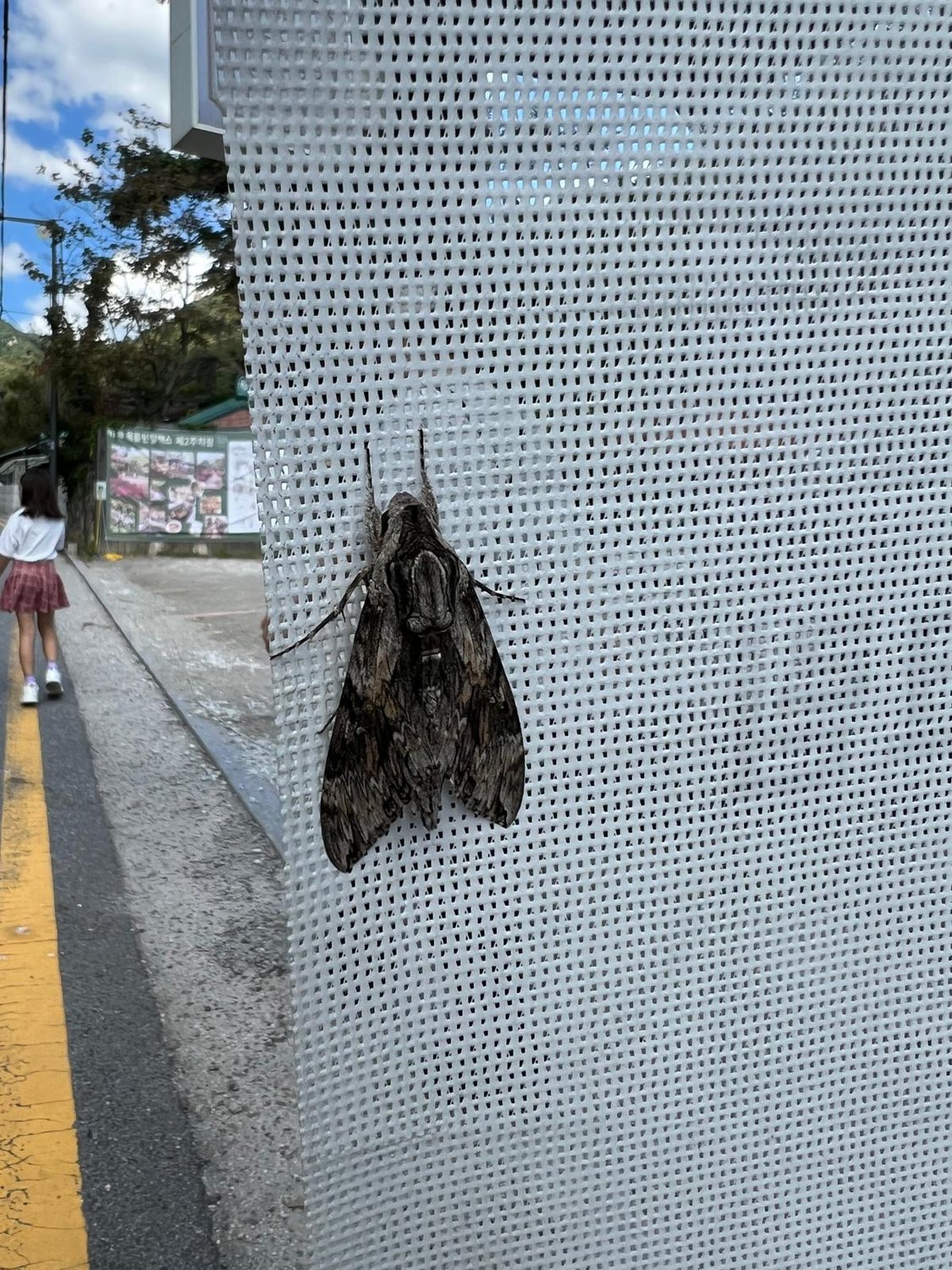 Der koreanische Kleintier-Zoo 🐛