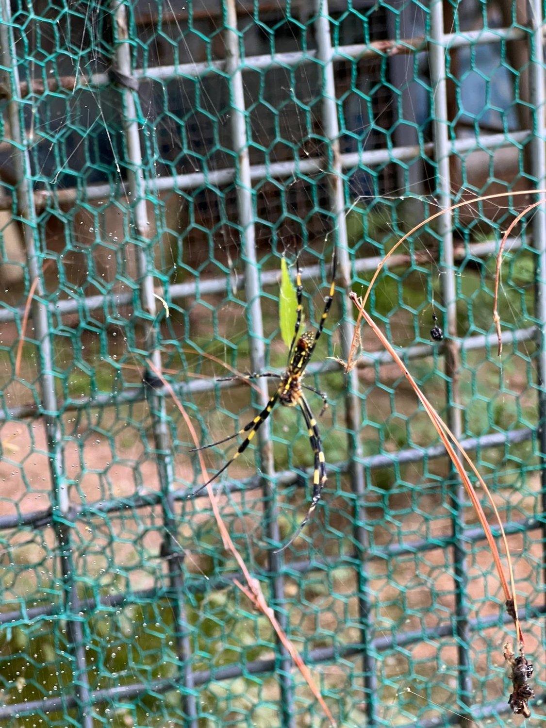 Der koreanische Kleintier-Zoo 🐛