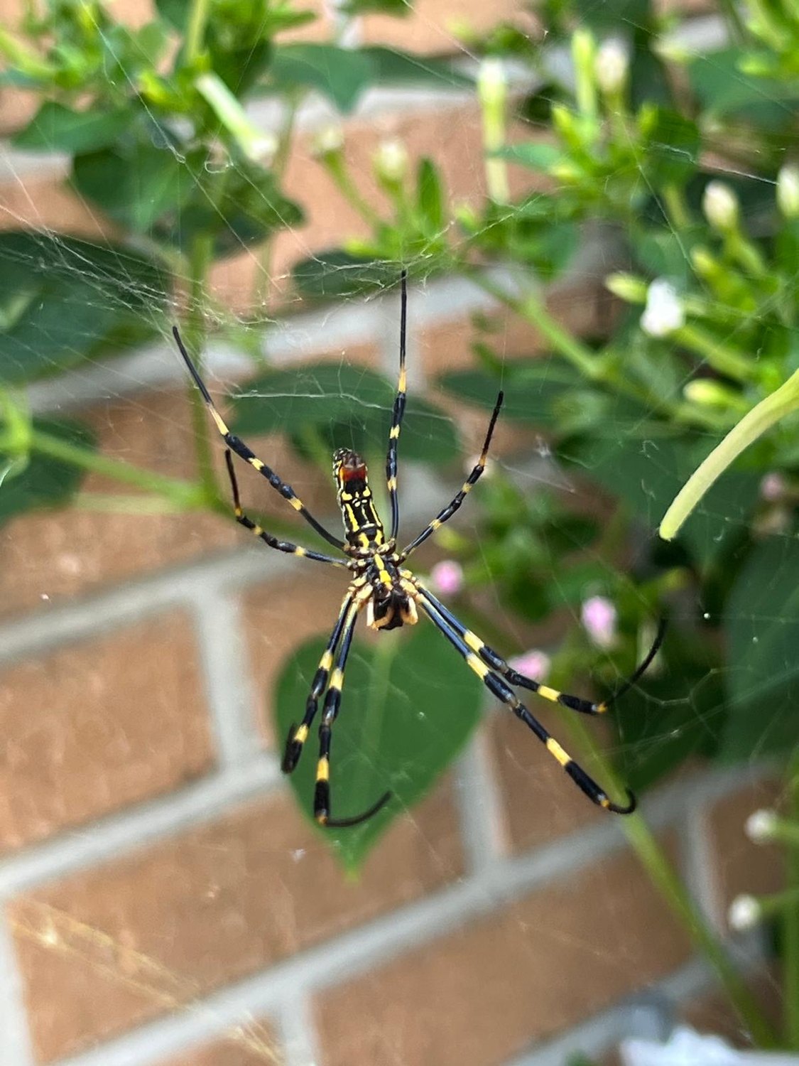 Der koreanische Kleintier-Zoo 🐛