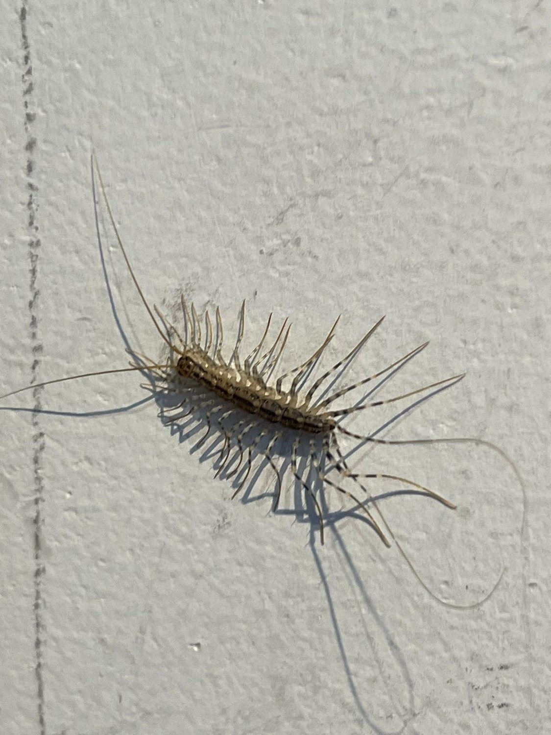 Der koreanische Kleintier-Zoo 🐛